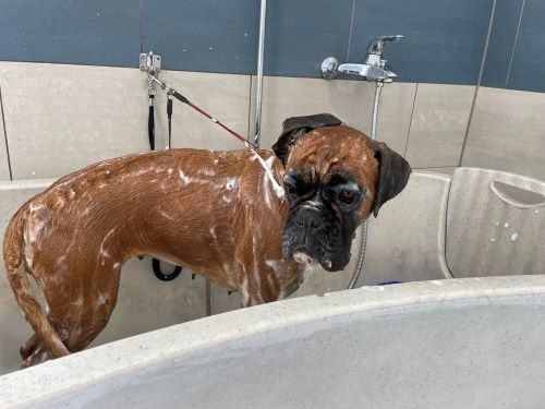 wash3